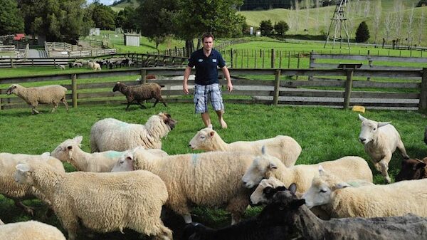 Tackling sheep and avoiding landslides